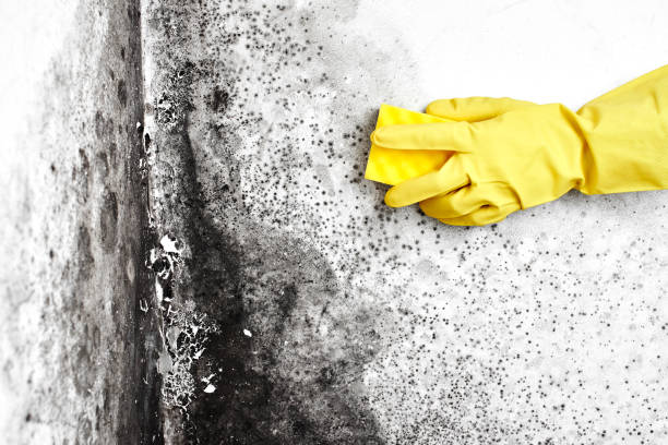 Professional Mold Remediation in Plantation, FL