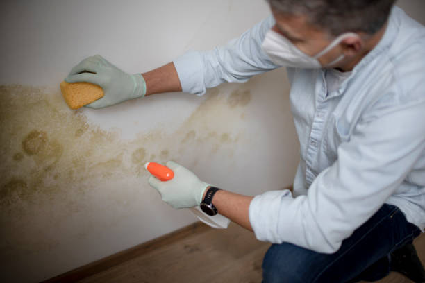 Best White Mold Remediation in Plantation, FL