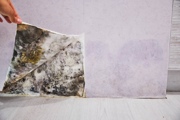 Best Post-Flood Mold Remediation in Plantation, FL